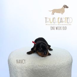 Nancy - Black and tan female Dachshund puppy in Royse City, Texas from Truehearted Miniature Dachshunds