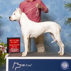 Karma - Dogo Argentino