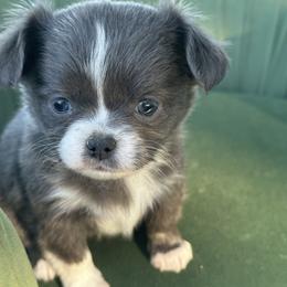 Slate - Blue and white male Chihuahua puppy in Northboro, Iowa from So Sweet Chihuahuas