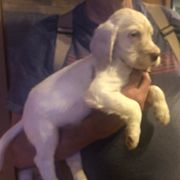 Boy 2 - Orange belton English Setter puppy in Spruce Pine, North Carolina from Violet Hill English Setters