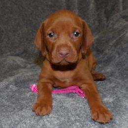 Vizsla Puppies from Roz Vizslas