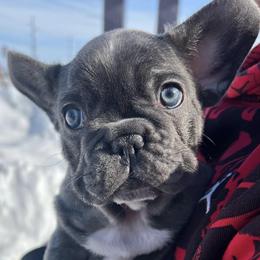 French Bulldogs from Wasia’s Frenchies