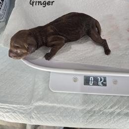Ginger - Red  female Poodle puppy in Goodyear, Arizona from Moving and Grooving Pups