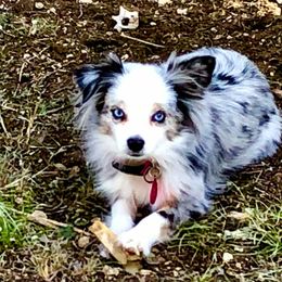 Toy Australian Shepherd All Grown Up from The Ranch of the Sun Toy Aussies