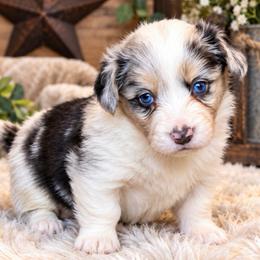 Cheyenne - Blue merle and white female Cardigan Welsh Corgi puppy in Kerens, West Virginia from Leather & Lace