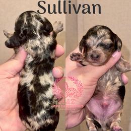 Sullivan - Dapple male Dachshund puppy in Hornbeck, Louisiana from A&Z Mini Dachshunds