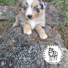 Irwin - Blue merle male Miniature Australian Shepherd puppy in Jaroso, Colorado from Heaven Sent Aussies