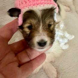 JILL - Sable & white female Toy Shetland Sheepdog puppy in Livonia, Michigan from M7’s Shelties, Toonies & AussieDoodles