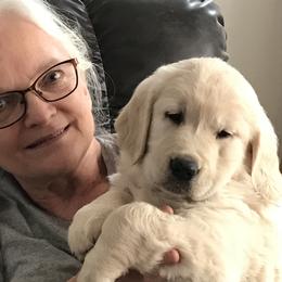 Carly - Golden Retriever