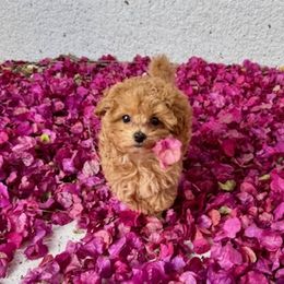 Cavapoos and Maltipoos from Knight Pups