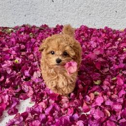 Cavapoos and Maltipoos from Knight Pups