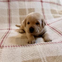Griffin - Yellow male Labrador Retriever puppy in Tekonsha, Michigan from Asher Acres Labs