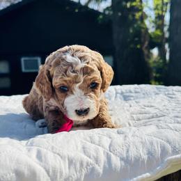 Miss Cressida Capper - Brown white and tan female Cockapoo puppy in Piedmont, Oklahoma from Perdue Puppies
