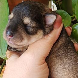 Lila - Salt and pepper female Miniature Schnauzer puppy in Ferndale, Washington from Blackhorse Schnauzers Washington state