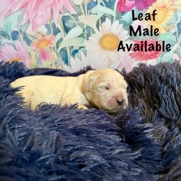Leaf - Light golden Golden Retriever puppy in Plymouth, Massachusetts from Mayflower Goldens