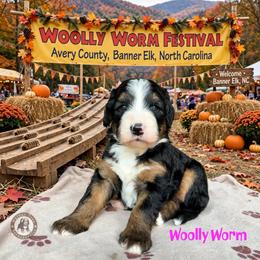 Woolly Worm - Tri-color female Bernedoodle puppy in Banner Elk, North Carolina from Walnut Tree Bernedoodles