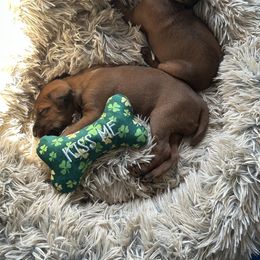Irish Terrier Puppies from Bua Hills Irish Terriers