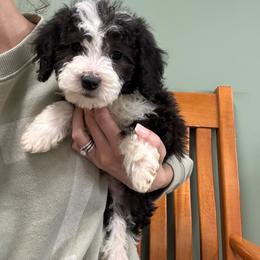 Bunny - Black female Poodle puppy in Jonesville, North Carolina from Richardson Family Farms, LLC