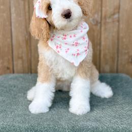 Rose - Girl 1 - Red female Bernedoodle puppy in Bellville, Ohio from Bernedoodle Buddies