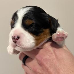 Romeo - Tri-color male Cavapoo puppy in Awendaw, South Carolina from LierChonPoo