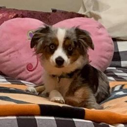 Australian Shepherd, Miniature Australian Shepherd, and Toy Australian Shepherd Puppies from Rumour Has It Aussies