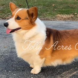Teddy - Pembroke Welsh Corgi
