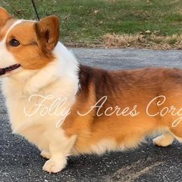 Teddy - Pembroke Welsh Corgi