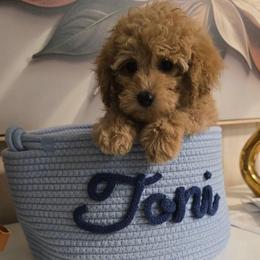 Toni - Cream male Maltipoo puppy in Nokomis, Florida from Sunset Farm Florida