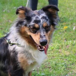 Willow - Miniature Australian Shepherd