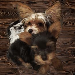 Yorkshire Terriers from Over the Rainbow Yorkies