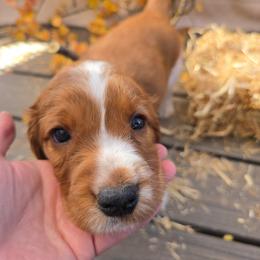 Copper - Red and white male Welsh Springer Spaniel puppy in Colorado Springs, Colorado from Crimson Trail