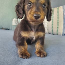 Daniel - Black and tan male Dachshund puppy in Aiken, South Carolina from Ming's Mongols