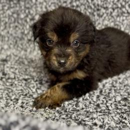 Tater - Black tri female Miniature Australian Shepherd puppy in Michie, Tennessee from Acton Aussies