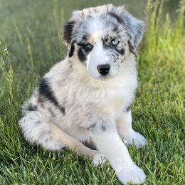 Australian Shepherd Puppies from Bedtime Story Australian Shepherds