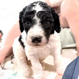 John Darling - Parti male Goldendoodle puppy in Pittsburg, Texas from Peachy Pine Goldendoodles