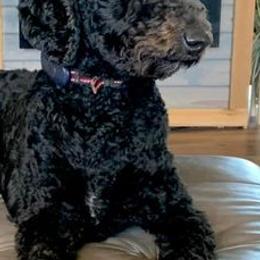 Goldendoodles from Native Country Goldendoodles