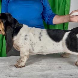 Basset Hounds from Kling’s serendipity Bassets