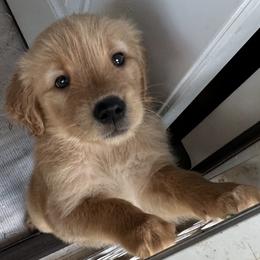 Stalings - Golden female Golden Retriever puppy in Stratford, Oklahoma from Golden Breed