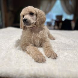 Cricket - Apricot male Poodle puppy in Wolf Creek, Oregon from Dejah Bleu Kennels