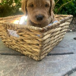 Goldendoodle Puppies from Doodle Devotion