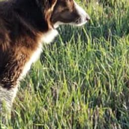 Australian Shepherds from Waterworth Australian Shepherds