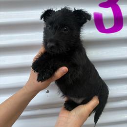 Princess - Brindle female Scottish Terrier puppy in Chattanooga, Tennessee from Oodles of Cuties!