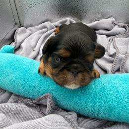 Alice - Black and tan female English Toy Spaniel puppy in Pennsylvania from Enchanting Charlies