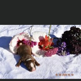 Major - Boston Terrier puppy in New Cumberland, Pennsylvania from BB and C Bostons