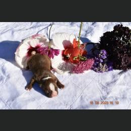Major - Boston Terrier puppy in New Cumberland, Pennsylvania from BB and C Bostons
