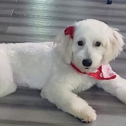 Areyna - Goldendoodle