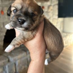 Goldie - Brown female Shichon puppy in Seymour, Tennessee from Mel’s Teddy Bear Puppies