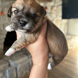 Goldie - Brown female Shichon puppy in Seymour, Tennessee from Mel’s Teddy Bear Puppies