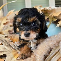 Neptune - Black tri-color male Aussiedoodle puppy in Prescott Valley, Arizona from Ramirez Family Doodles
