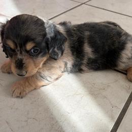 Boy 1 - Dapple male Dachshund puppy in Stilwell, Oklahoma from Double Down Doxies